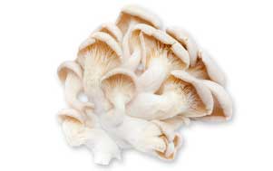 metolius valley white button mushroom