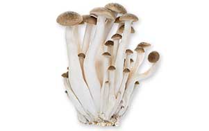 metolius valley white button mushroom